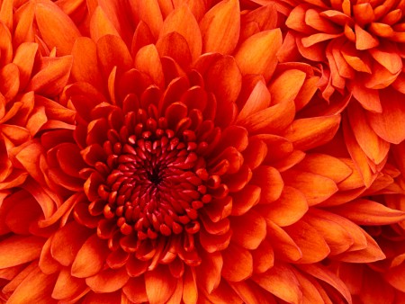 Flores